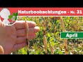 Naturbeobachtungen 31  wunderbare welt der schachtelhalme generationswechsel  beispielarten