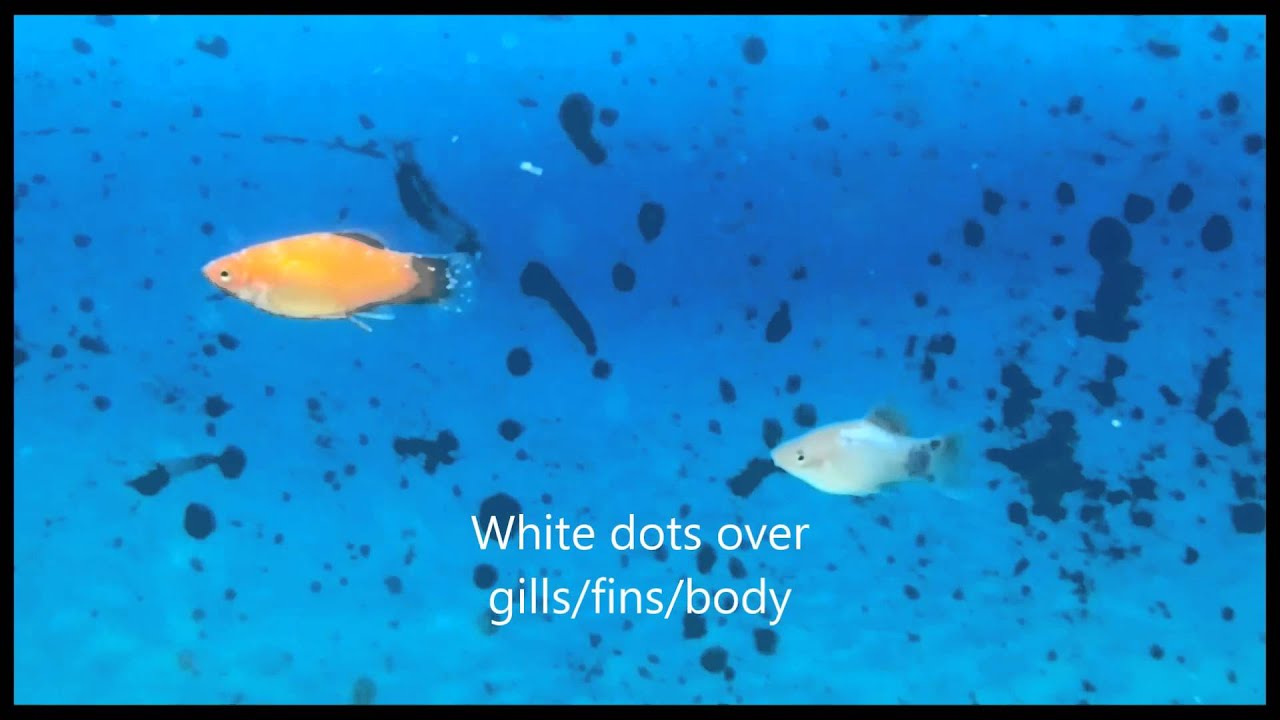 ich liebe dich Platy fish with ich