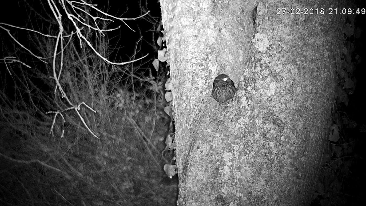 england traduccion A brief Little Owl visit! (with audio)