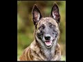 pastor holandés / dutch shepherd