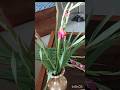 #gladiolus #shortsfeed #ytshorts #viral #shorts #trending