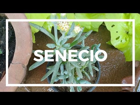 Video: Senecio Blue Chalk Plant Care - Cara Merawat Sukulen Kapur Biru