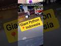 Would you RUN or FREEZE? | GIANT PYTHON | #shortsfeed #python #giantpython