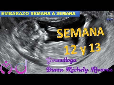 Video: 13 Semanas De Embarazo: Sensaciones, Desarrollo Fetal, Ecografía