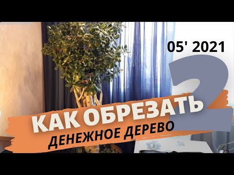 Как обрезать денежное дерево, толстянку, крассулу  Обновление взрослого дерева  Часть 2 | Май 2021