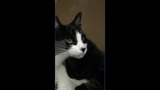 Kitsap Humane sees increase during government shutdown
