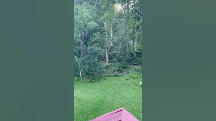 Sounds from my yard