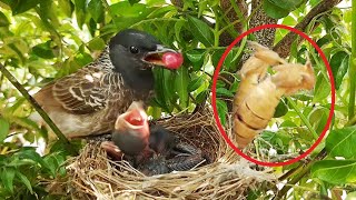 MOM Feeds Tomato to Get Back POOP SAC & GOLD STRIP Mantis | FULL VIDEO EP 2 DAY 2