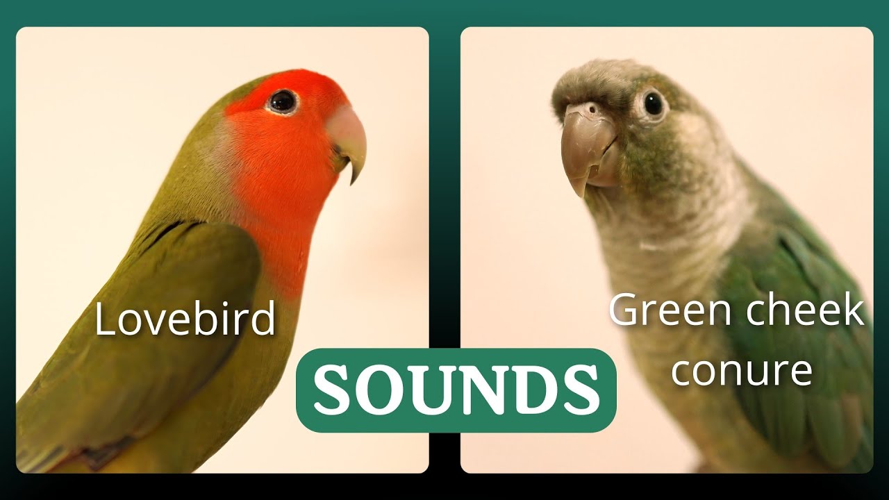 Lovebird and Green cheek conure sounds (in an apartment) YouTube