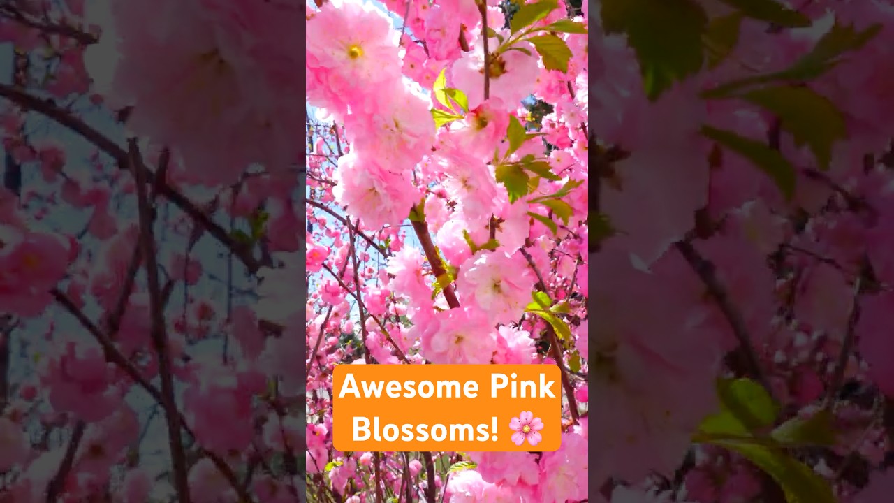 Awesome Pink Spring Blossoms 😊🇨🇦🌸 