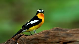 Yellow-rumped Flycatcher: A Vibrant Visitor in the Avian Kingdom by Knowledge Inshort 90 views 6 months ago 2 minutes, 35 seconds