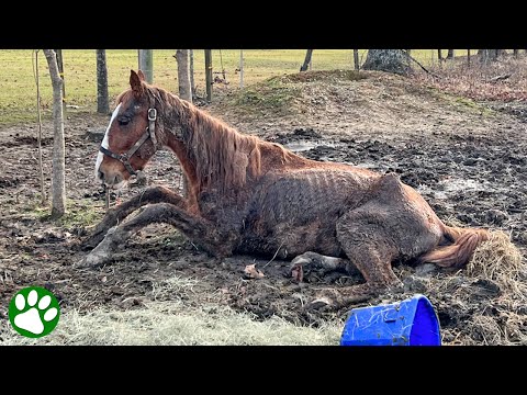 Defeated horse goes through incredible transformation