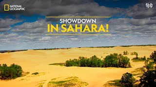 Showdown in Sahara! | Animal Fight Night | Full Episode | S3 - E1 | Nat Geo Wild