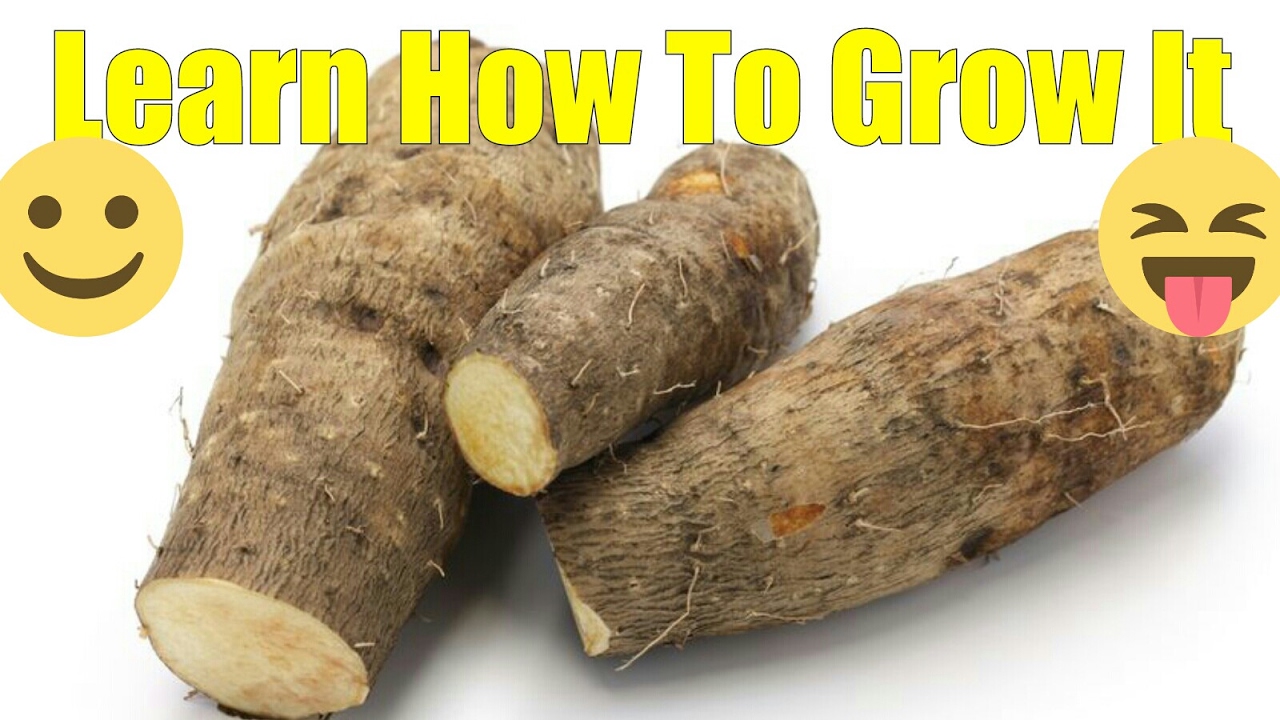 How to grow yam 