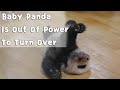 Baby Panda Is Out Of Power To Turn Over | iPanda