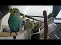 Parakeets in aviary with nestcages - Parkieten in voliere met broedblokken 2016