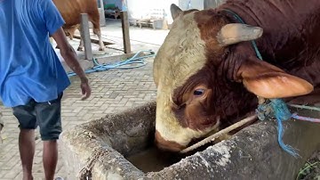 PERSIAPAN KONTES JEMBER???!!! SADEWO FEAT GADING 🔥 #sapisuper #bigcow #limousine #bigbull