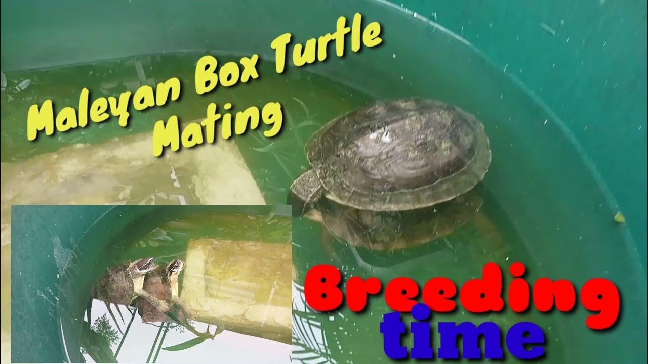 Maleyan Box Turtle Mating - YouTube