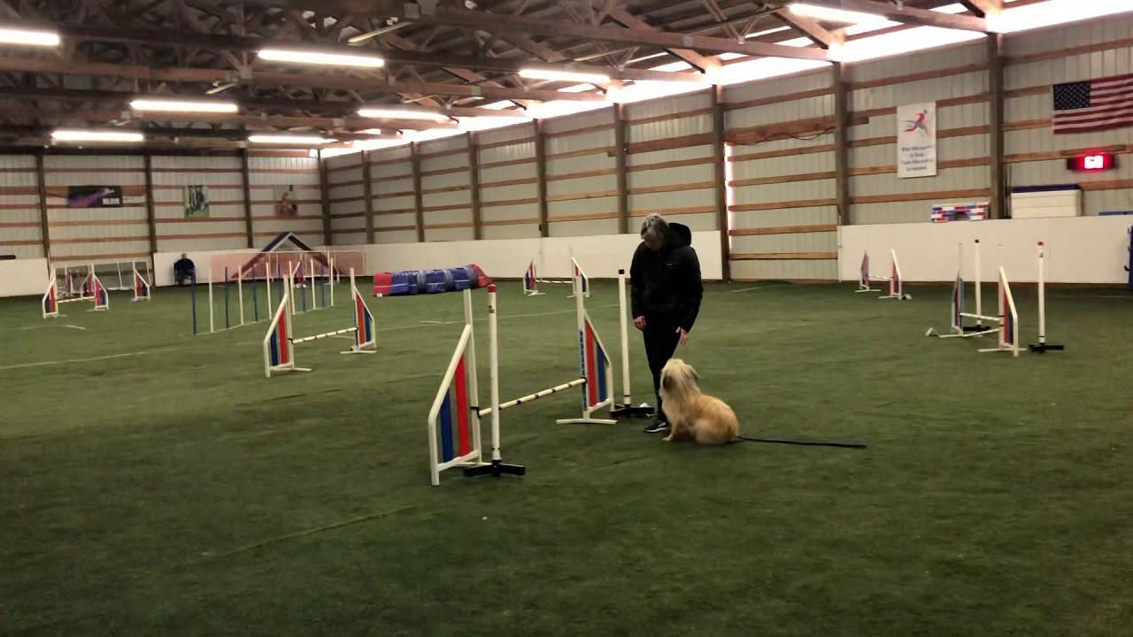 Banjo, agility, Pyrenean Shepherd