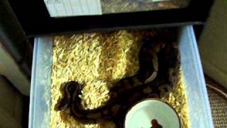 My rack and ball python collection
