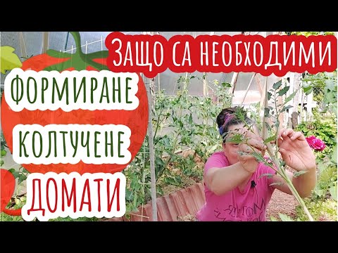 Видео: Кои домати са детерминантни и кои неопределени?