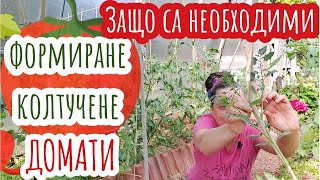 Колтучене и резитба на домати. 1- и 2-стъблено оформяне спрямо сорта-детерминантни, индетерминантни.