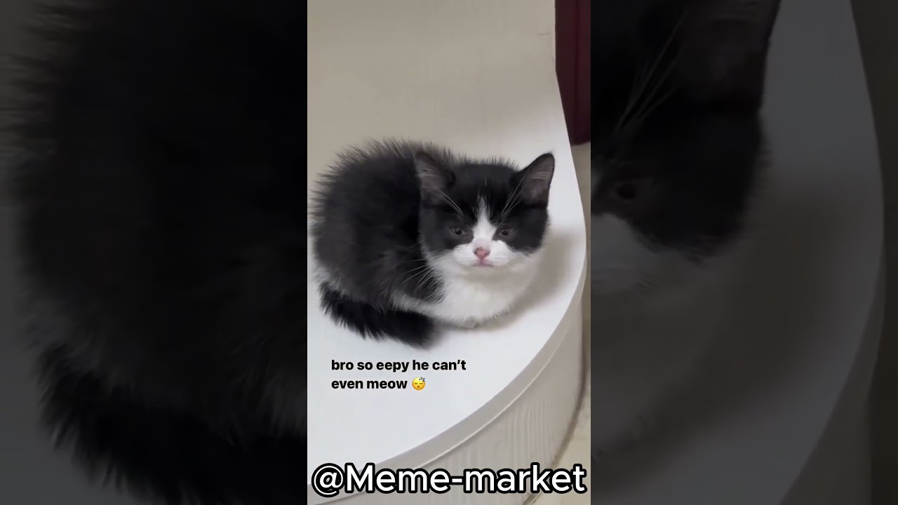 CHAOTIC ANIMAL MEMES PART 2  