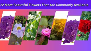 22 Most Beautiful Flowers That Are Commonly Available In India by nsfarmhouse 27 views 2 months ago 2 minutes, 42 seconds