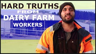 Life in Dairy Farms: Hard truths and permanent Residency!!