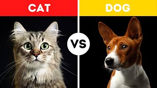 Celebrity Cat Vs Dog Fight Comparison || Who Would Win? || Dog Vs Cat Fighting Video Net Worth