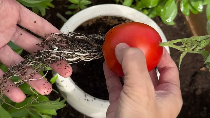 Grow tomatoes for your family with my method, you won't have to buy tomatoes anymore