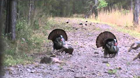4 15 16 Preston turkey hunt