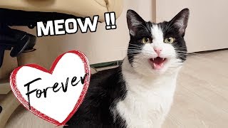 Sweet Meow Forever !!