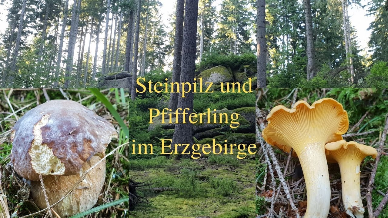 Steinpilz und Pfifferlinge im Erzgebirge