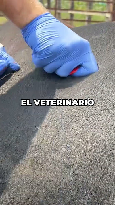 El veterinario salvó la vida del toro🤯(@udderlystablevets via TT)