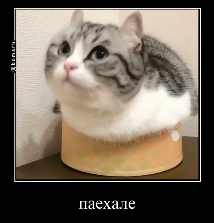 пивко #мем #рекомендации #cat #смешные #capcut #komaru #cats #memes # ...