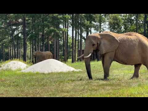 The Elephant Sanctuary | Nosey and Tange Share Willow Habitat