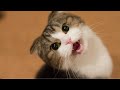 cat singing comedy viral video #shorts #short