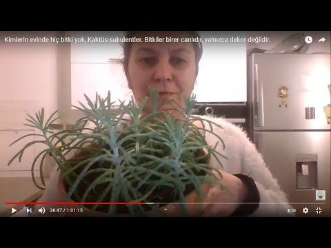 Video: Syngonium: Evde Bir Bitkiye Bakmanın Tüm Nüansları + Fotoğraflar Ve Videolar