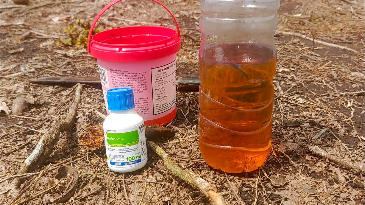 Basmi tunggul kayu pakai oles racun #petanimuda