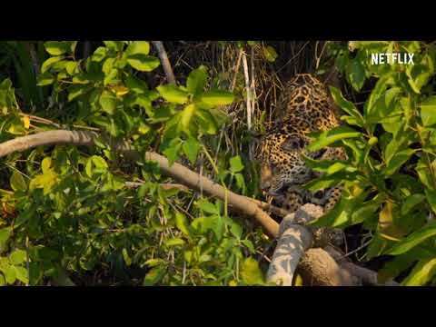 Jaguar attacks crocodile in water