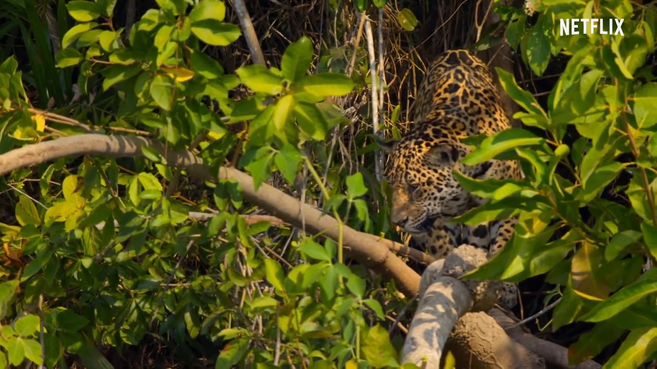 Jaguar attacks crocodile in water