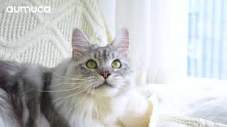 Maine Coon Grooming ASMR: The Best Pet Brush for Massive Undercoats #aumuca #aumucapetbrush