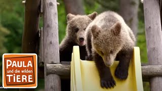 Bärengeschwister #3 | Bärenärger | Paula und die wilden Tiere