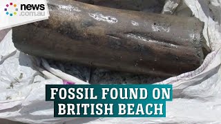 Fossil found on British beach likely largest known marine reptile
