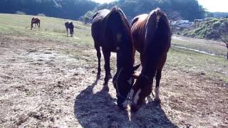 【競馬 第二のストーリー】メイセイオペラの血を継いだ2頭 父の分も長生きすることを願って…(2)-netkeiba.com