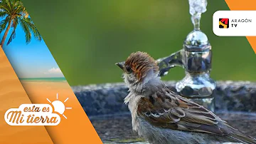 ¿Los pájaros beben agua todos los días?