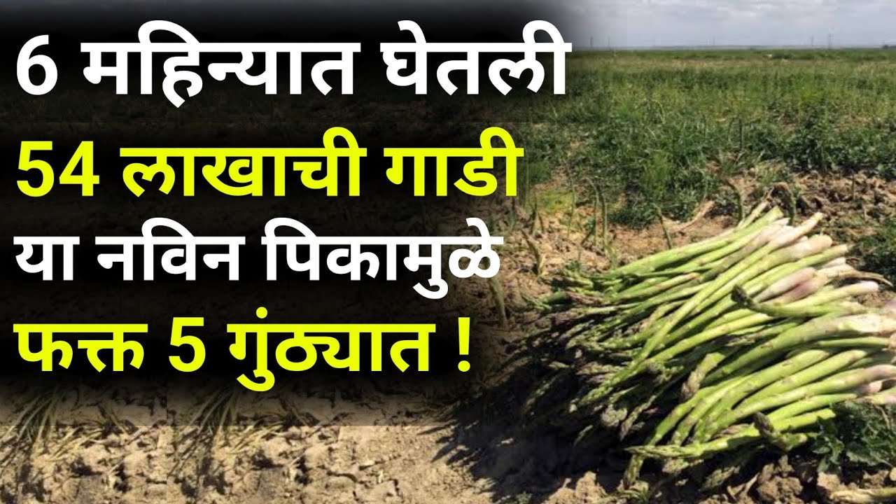 13 लाख रुपये क्विंटल फिक्स रेट आहे या पिकाचा |june july pike|havaman andaj|जुन जुलै पिके|yojna 2023