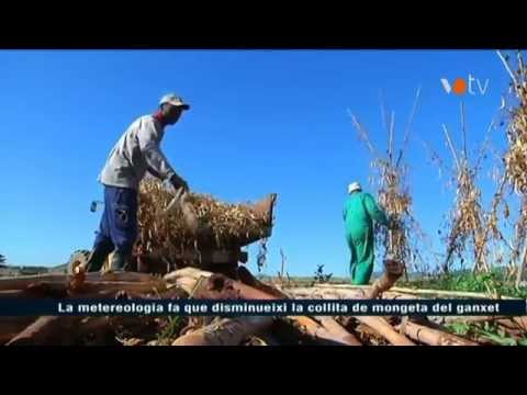 Vídeo: Com Fer Ganxet A La Vora Del Producte