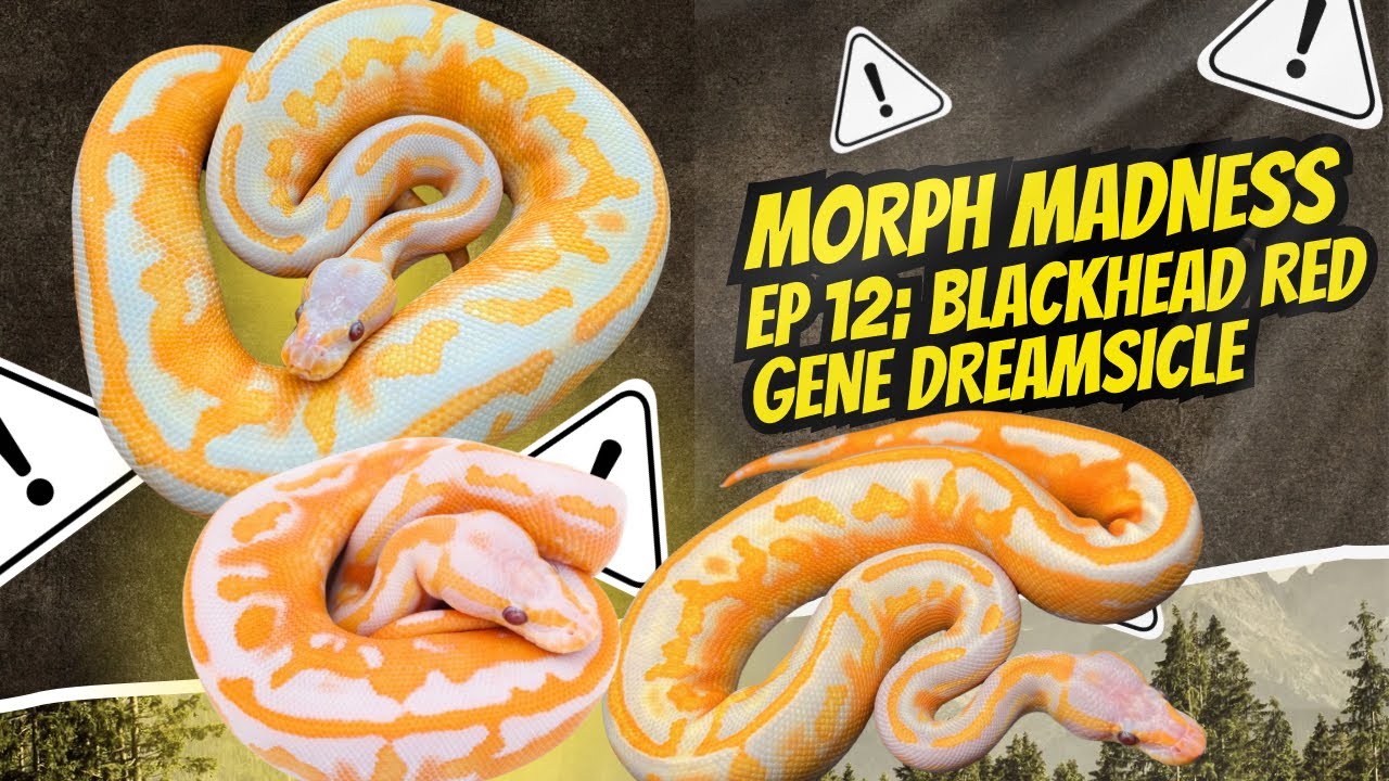MORPH MADNESS: BLACKHEAD RED GENE DREAMSICLE BALL PYTHON - YouTube